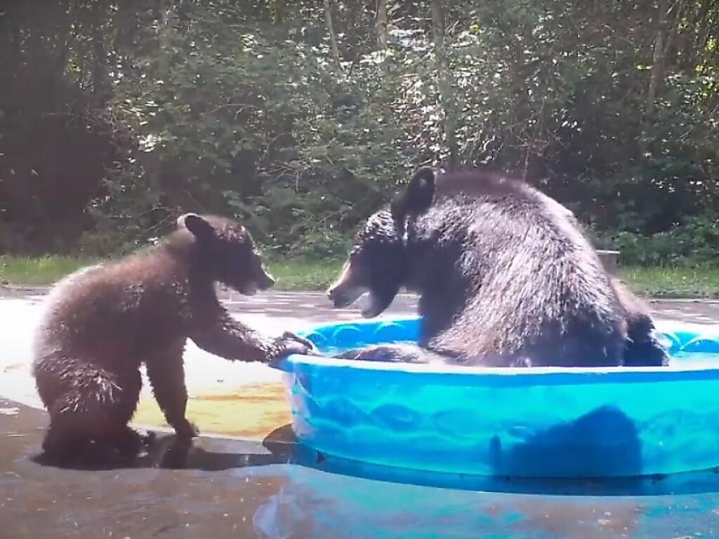 Медведица с малышом решили охладиться в детском бассейне и развеселили Сеть (ФОТО, ВИДЕО)
