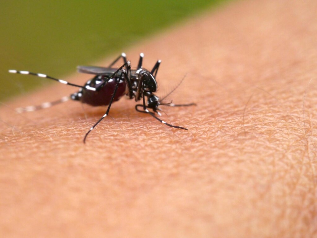Ученые: изменение климата приведет к увеличению заболеваний, передаваемых комарами