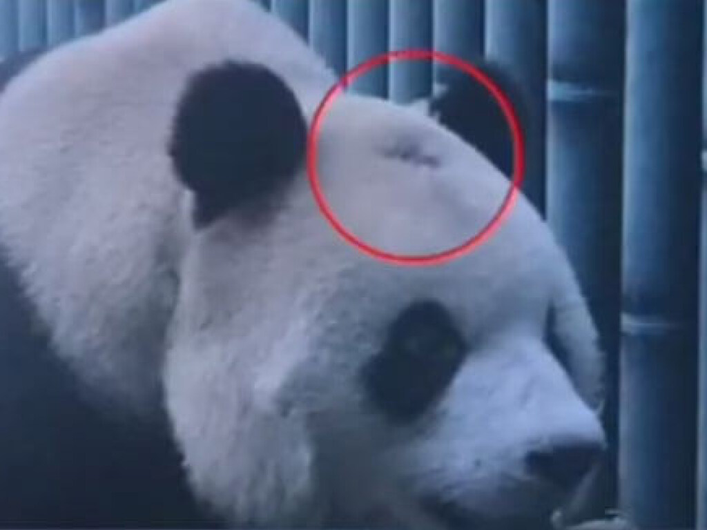 Ветеринары потратили немало сил для спасения внезапно лысеющей панды (ФОТО, ВИДЕО)