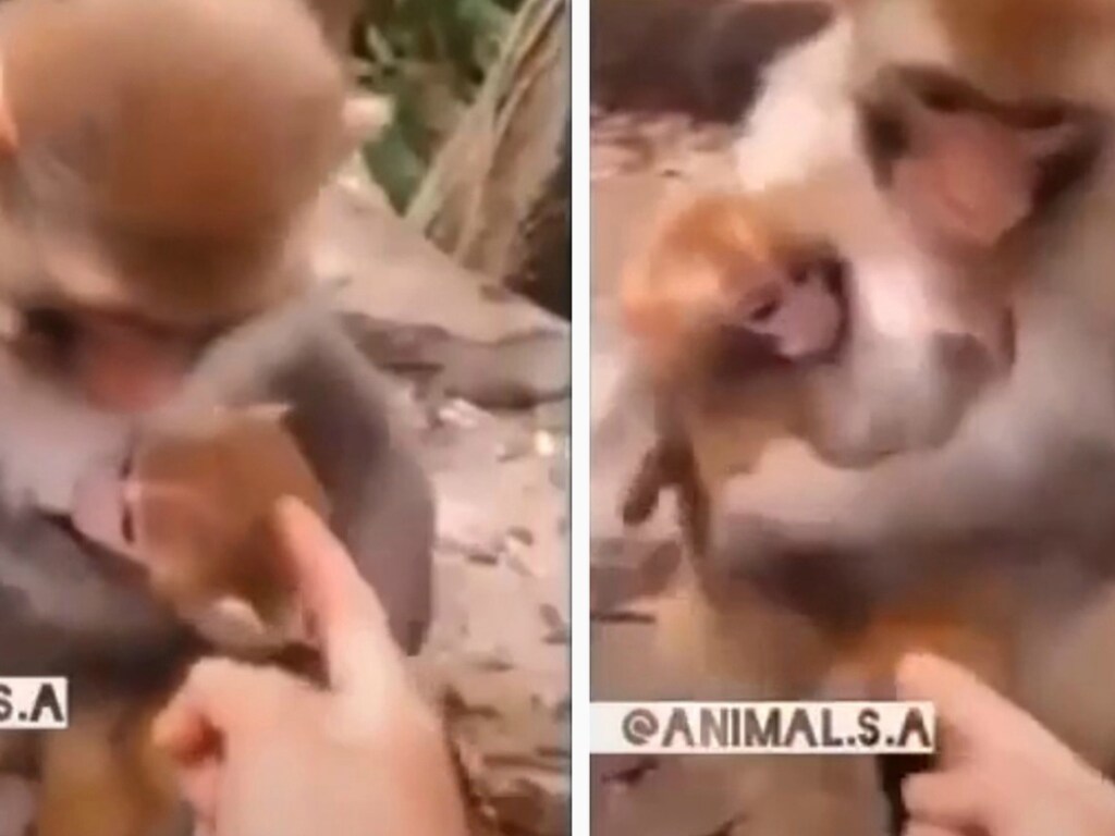 Заботливая мама-обезьяна запретила туристу гладить своего детеныша (ФОТО, ВИДЕО)