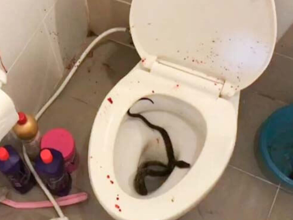 В Таиланде питон едва не отгрыз парню «причинное место» во время посещения туалета (ФОТО)