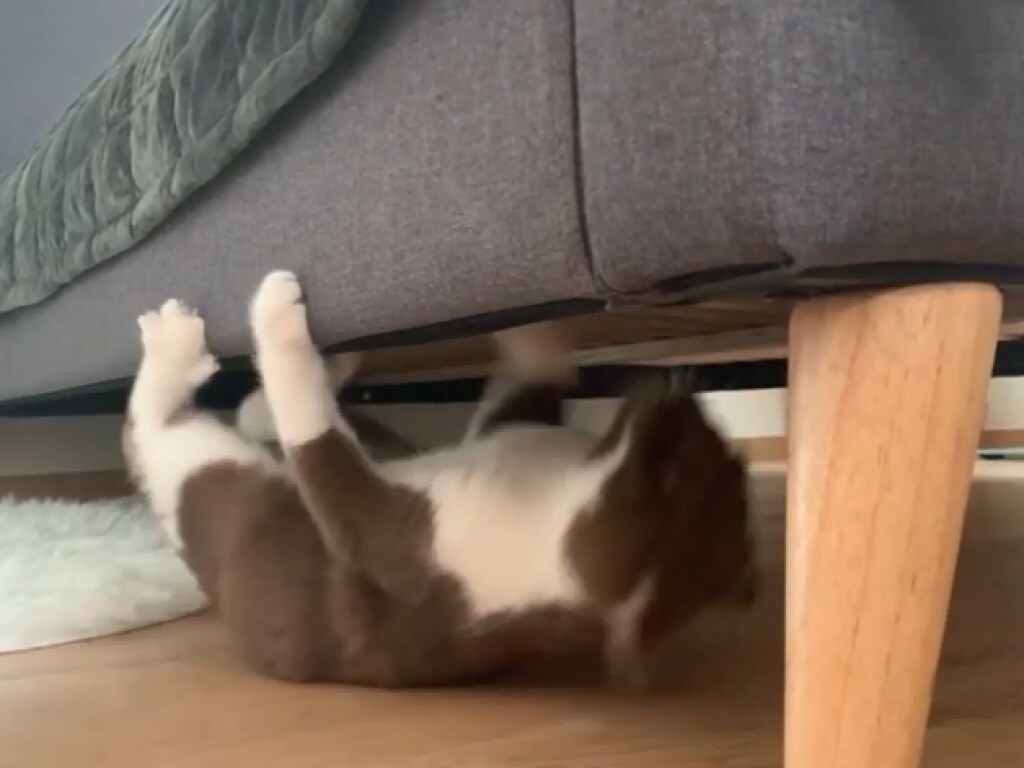 Забавный ролик из Сети: проворная кошка научилась ползать на спине и удивила Сеть (ФОТО, ВИДЕО)
