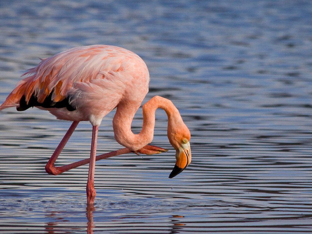 Птица складывается пополам: в Сети показали «гимнастические упражнения» фламинго