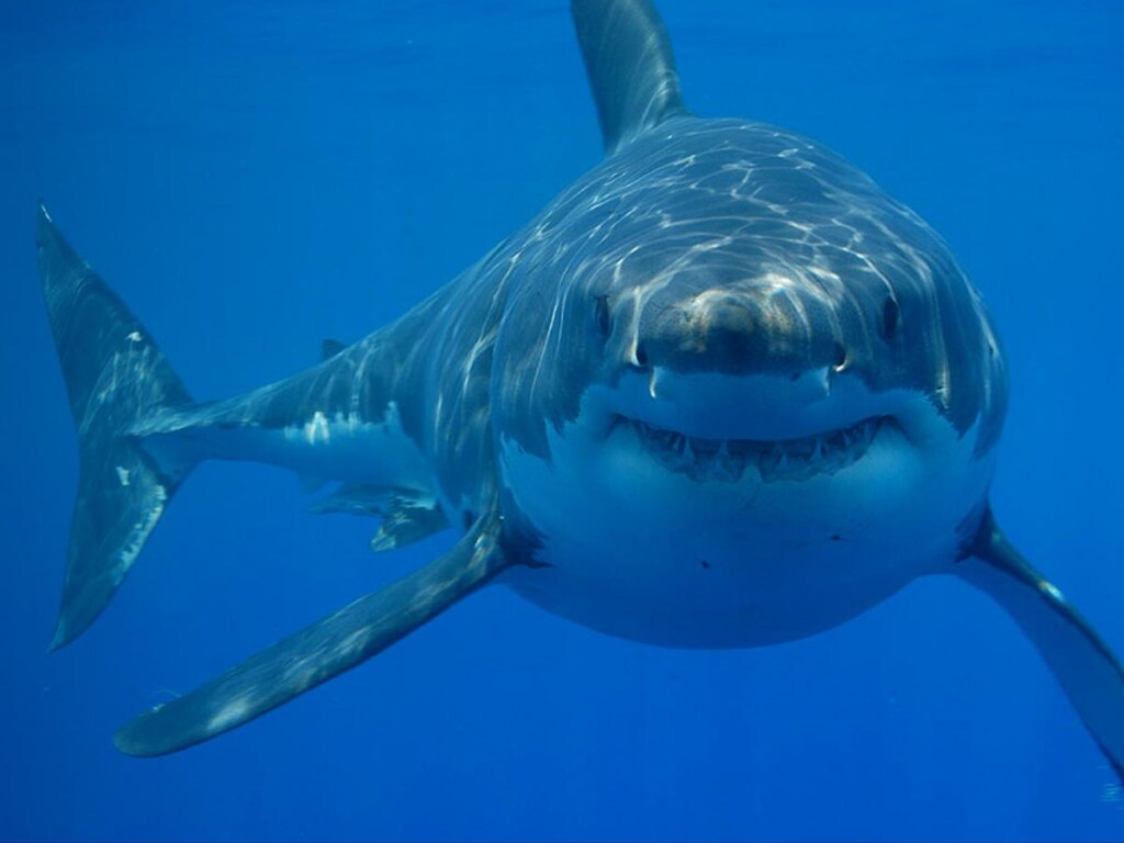 В Австралии огромная акула-людоед  преследовала рыбацкое судно (ВИДЕО)
