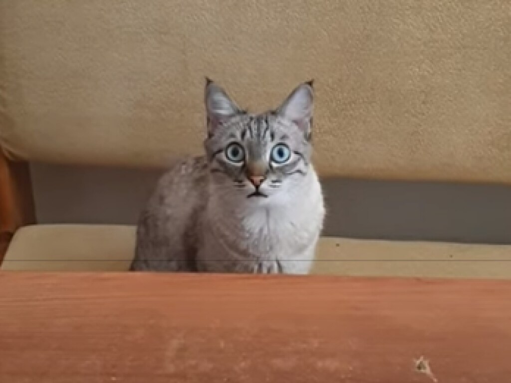 Жалобное выражение кошачьей морды умилило Сеть (ФОТО, ВИДЕО)