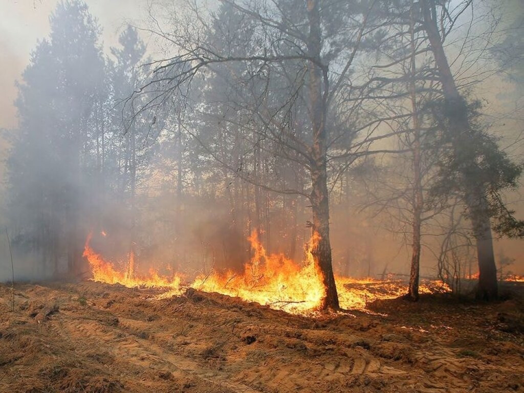 ГСЧС: чаще всего пожары в экосистемах возникают из-за человеческого фактора