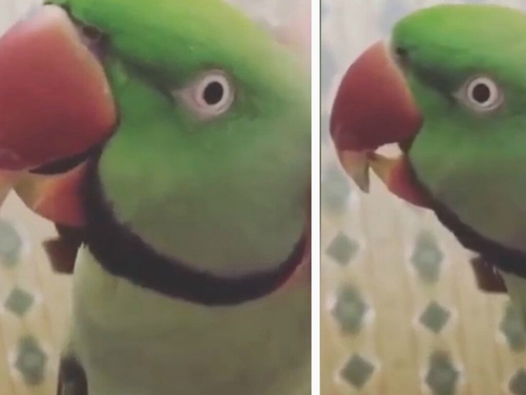 «Прелесть какая»: попугай покорил соцсети песней из «Красной шапочки» (ФОТО, ВИДЕО)