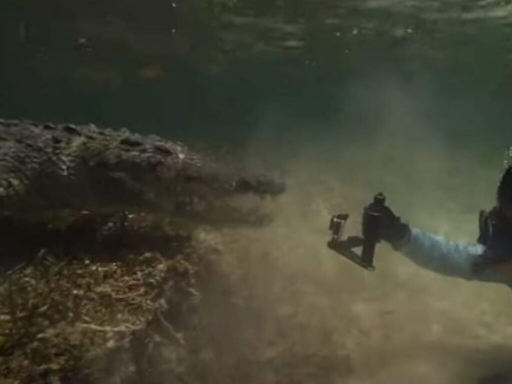Бесстрашный итальянский дайвер поплавал с крокодилами на мексиканском побережье (ВИДЕО)