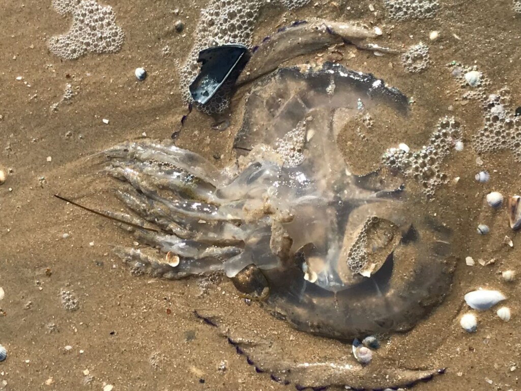 Бархатный сезон на Азовском море срывают чудовищные медузы (ФОТО)