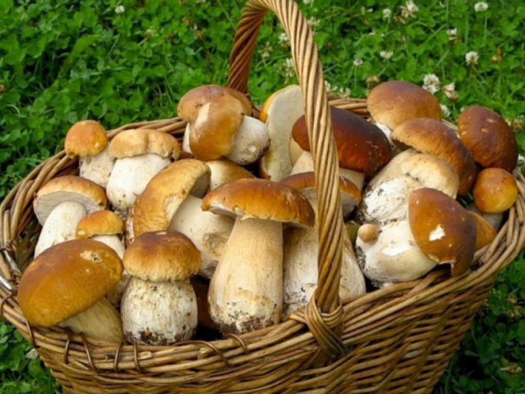 Медик рассказал об скрытой опасности съедобных грибов