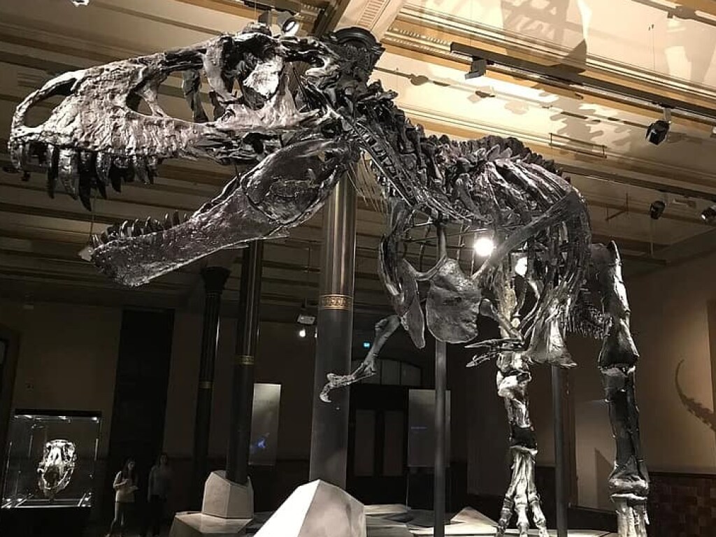 В Китае обнаружили останки погребенных заживо динозавров (ФОТО)