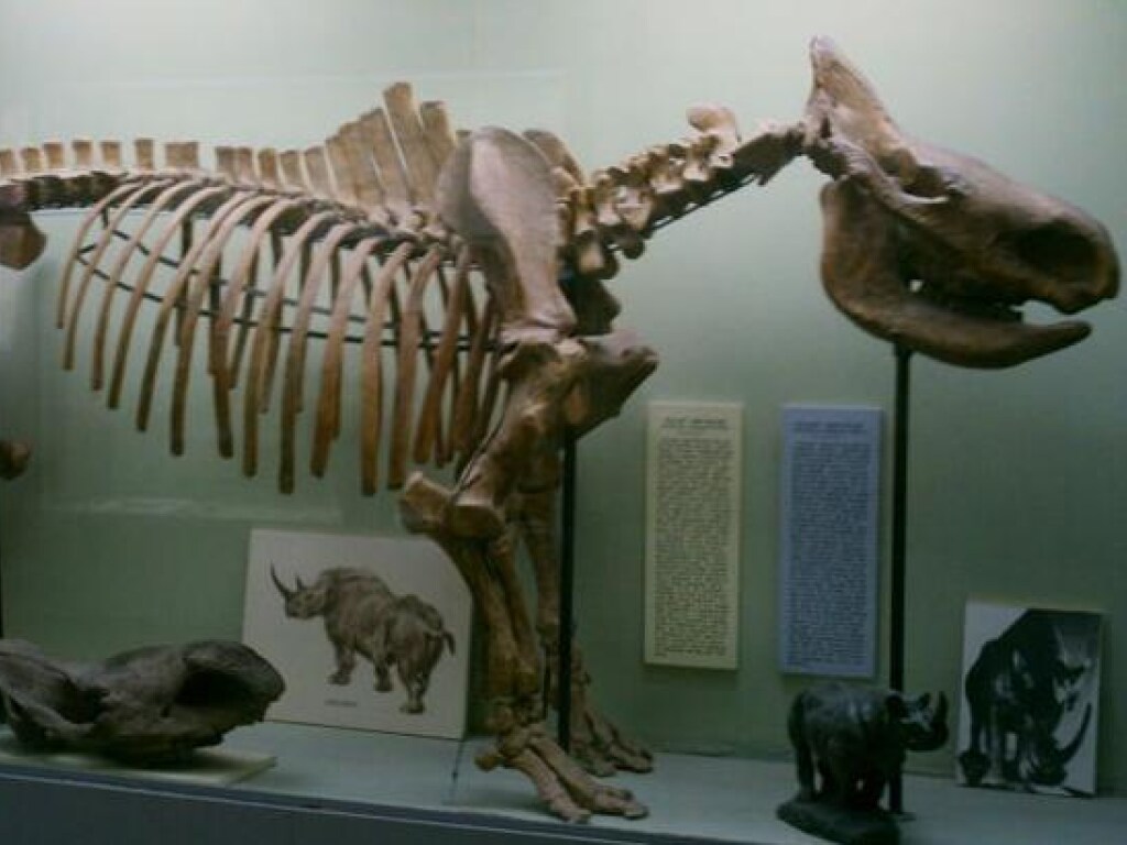 В Китае нашли окаменелости млекопитающих возрастом 25 миллионов лет (ФОТО)