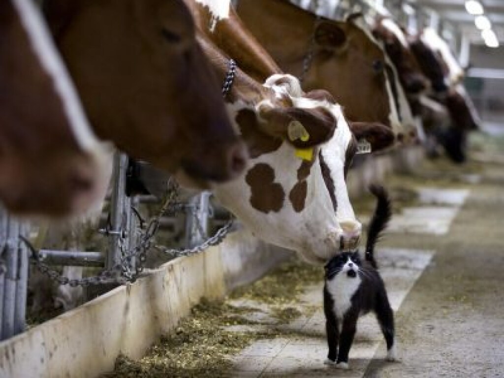 В Украине сокращается поголовье скота и птицы, падает производство молока, мяса, яиц &#8212; Госстат
