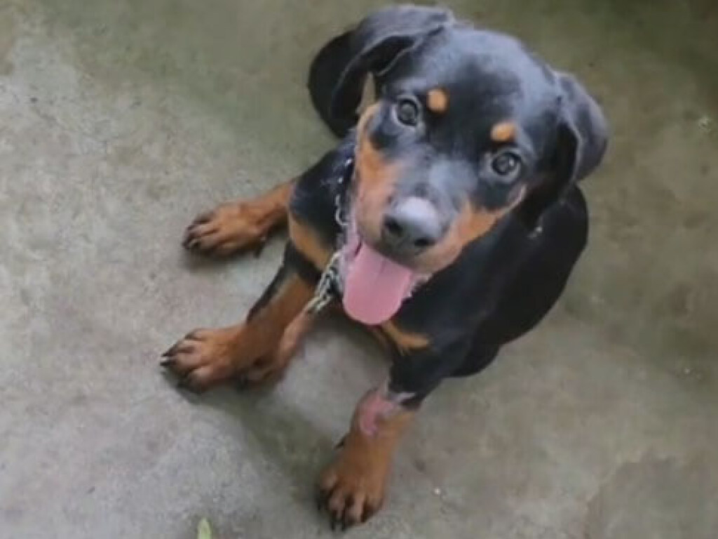 Житель Индии спас жизнь щенку в ужасном состоянии: пес вырос красавчиком (ФОТО, ВИДЕО)