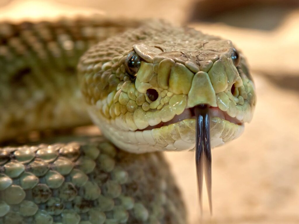 В Кривом Роге выловили змею, которая поселилась в шкафу – ГСЧС (ВИДЕО)