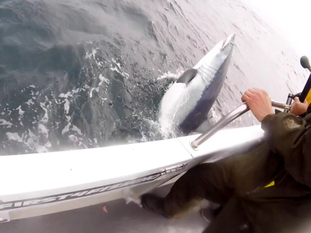 Мужчина поймал самую быструю в мире акулу (ФОТО, ВИДЕО)