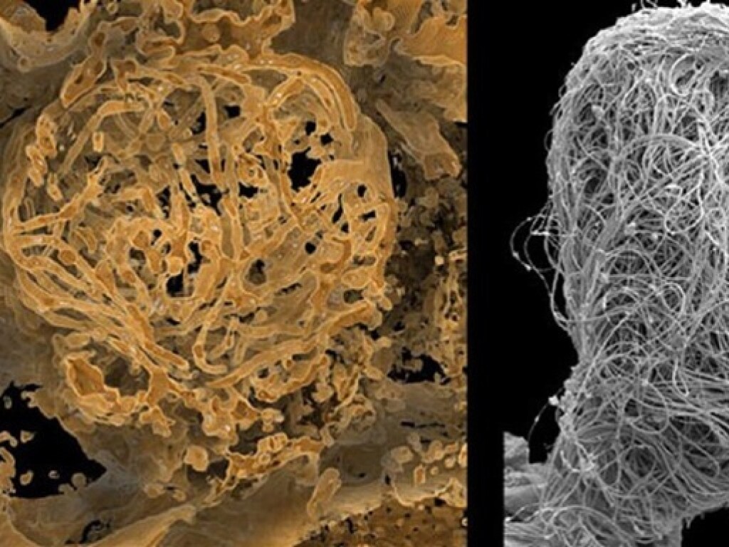 Ученые обнаружили в куске янтаря сперму возрастом сто миллионов лет (ФОТО)