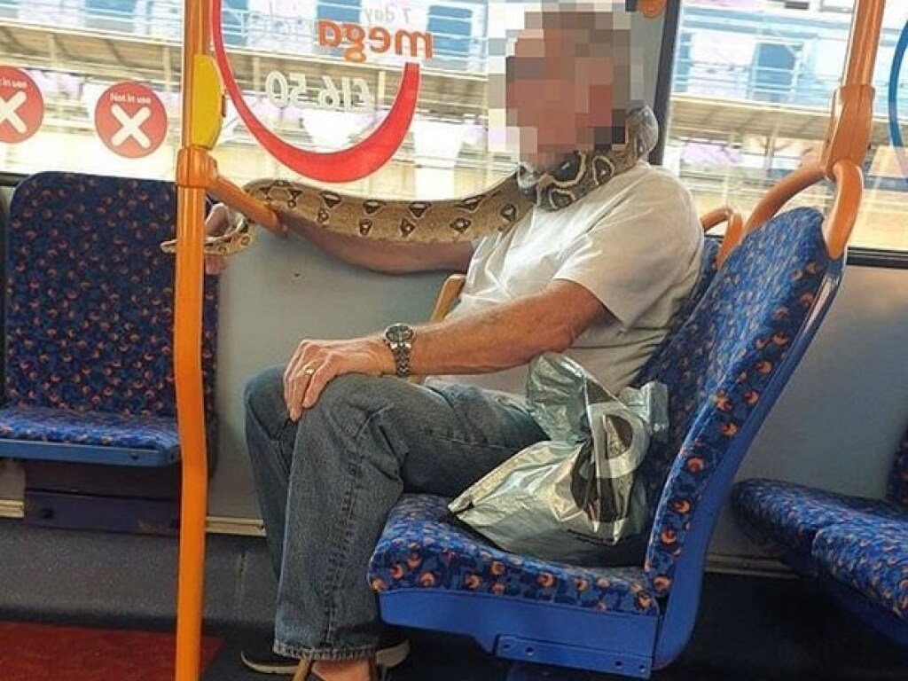 Пассажир автобуса использовал живую змею вместо маски (ФОТО, ВИДЕО)