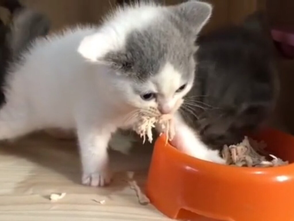 Находчивый котенок придумал смешной способ, как не даст съесть сородичу свой обед (ФОТО, ВИДЕО)