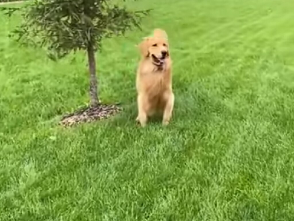 Собака хотела пометить дерево, но заметила хозяев и резко передумала: опубликовано забавное видео 