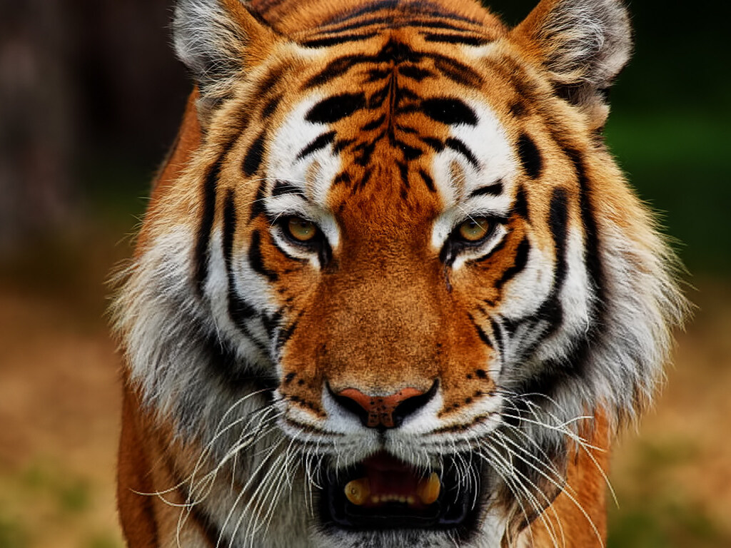 Тигр отдыхал в ванной: в Сети набирает популярность видео с хищником