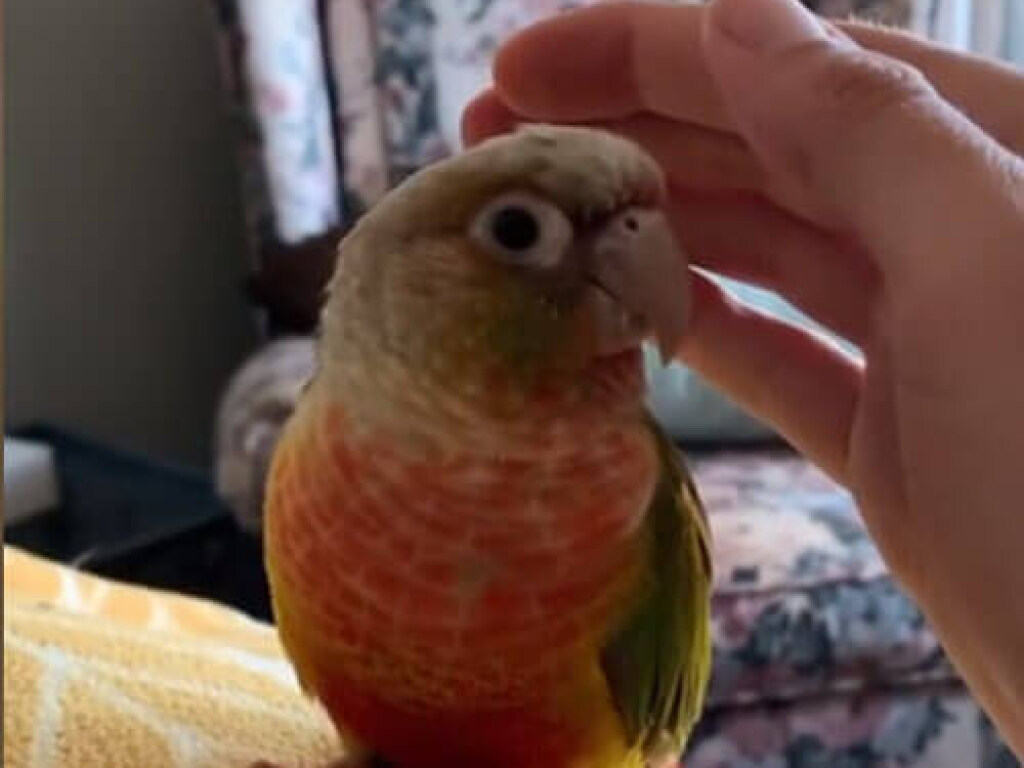 Маленький попугайчик показал, как любит ласку (ФОТО, ВИДЕО)