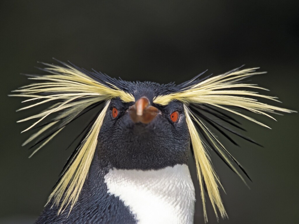 Пингвин заболел и остался один: ему каждый день показывают мультики про пингвиненка (ВИДЕО)
