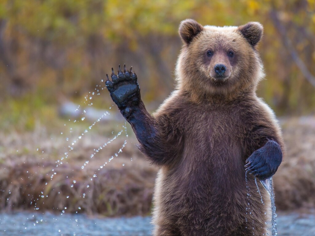 Бесцеремонный медведь разбудил домовладельца, который беспечно дремал у бассейна (ВИДЕО)