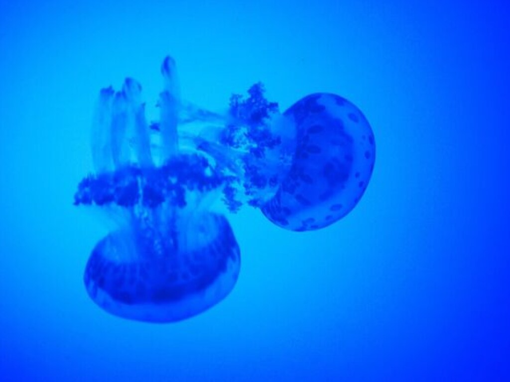На Азовском море побережье оказалось занято сотнями медуз (ФОТО, ВИДЕО)