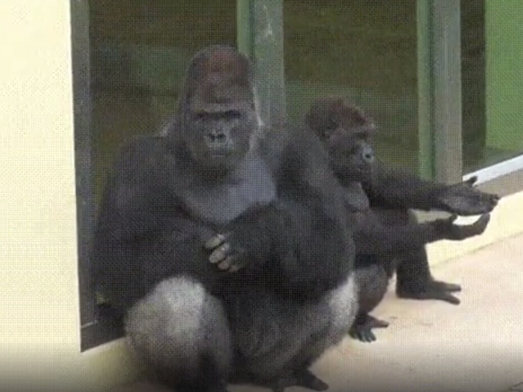 Забавный ролик из Сети: детеныш гориллы ради отца «обрадовался» дождю