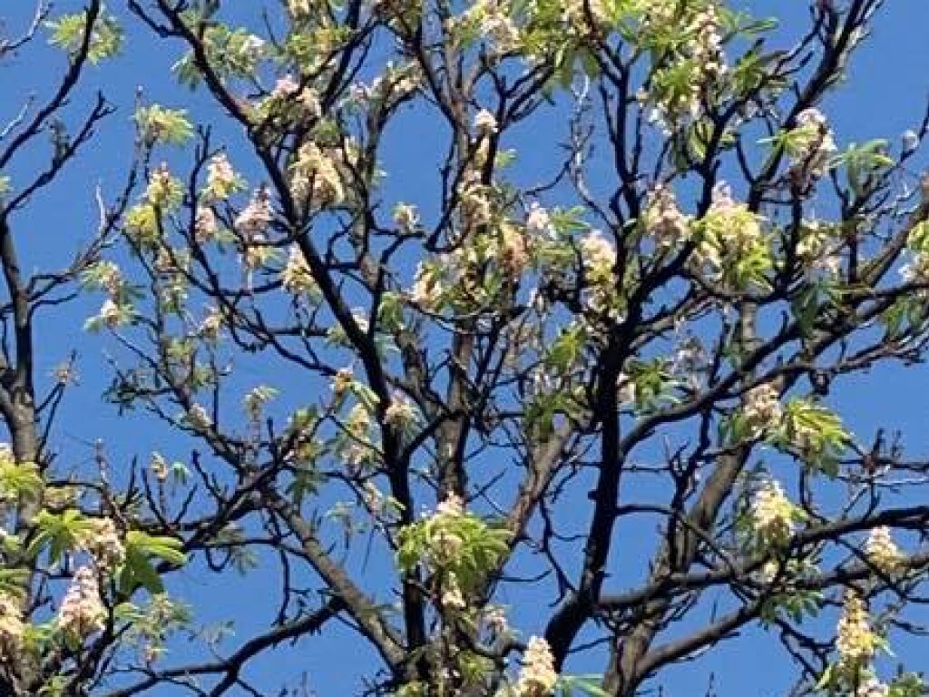 «Скоро лето?»: на столичных Осокорках заметили цветущий каштан (ФОТО)