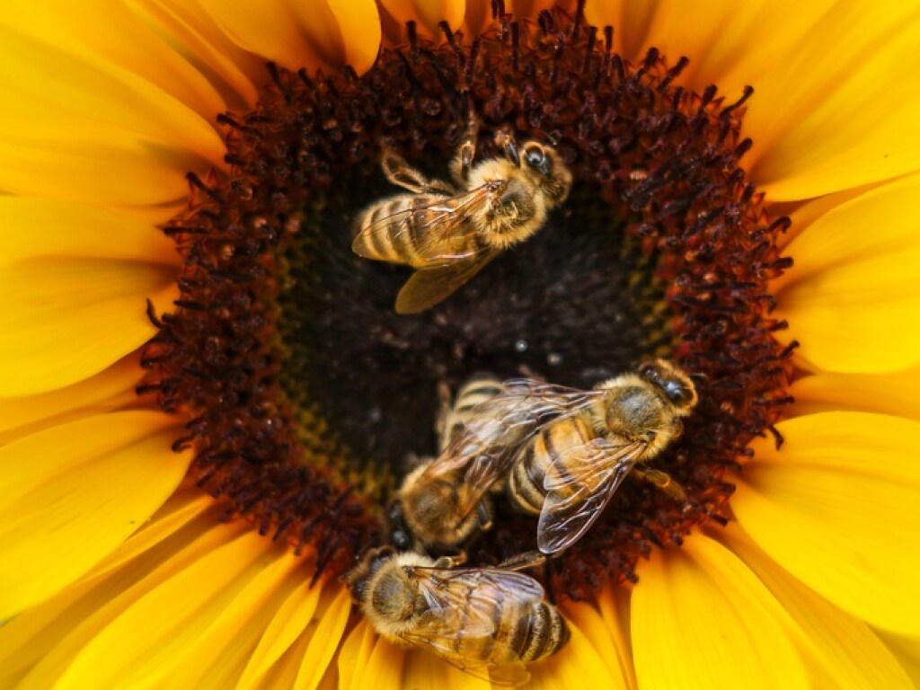 Ученые обнаружили, что пчел можно дрессировать
