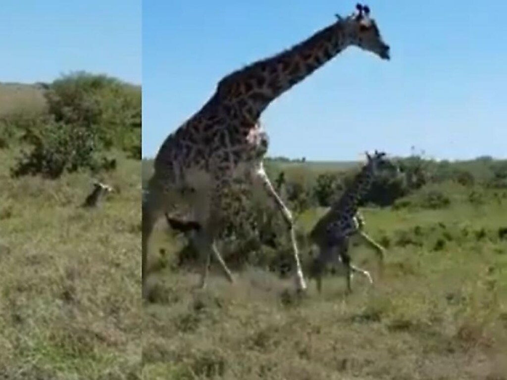 Самка жирафа при защите детеныша атаковала стаю гепардов (ФОТО, ВИДЕО)