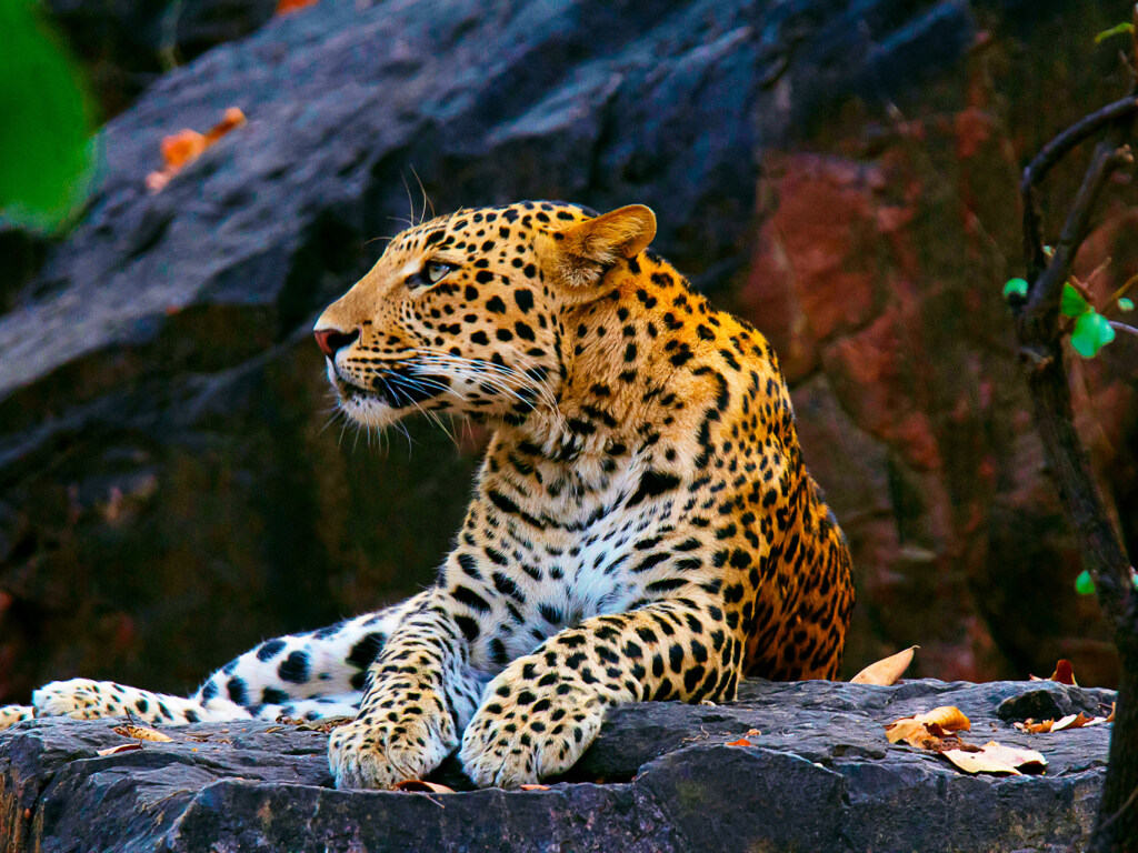 В ЮАР стая разгневанных павианов «закошмарила» леопарда (ВИДЕО)