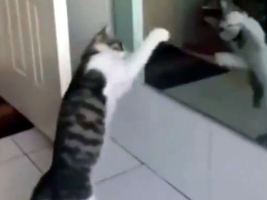 Хит из соцсетей: кот у зеркала отличился ритмичным танцем на двух лапах (ВИДЕО)