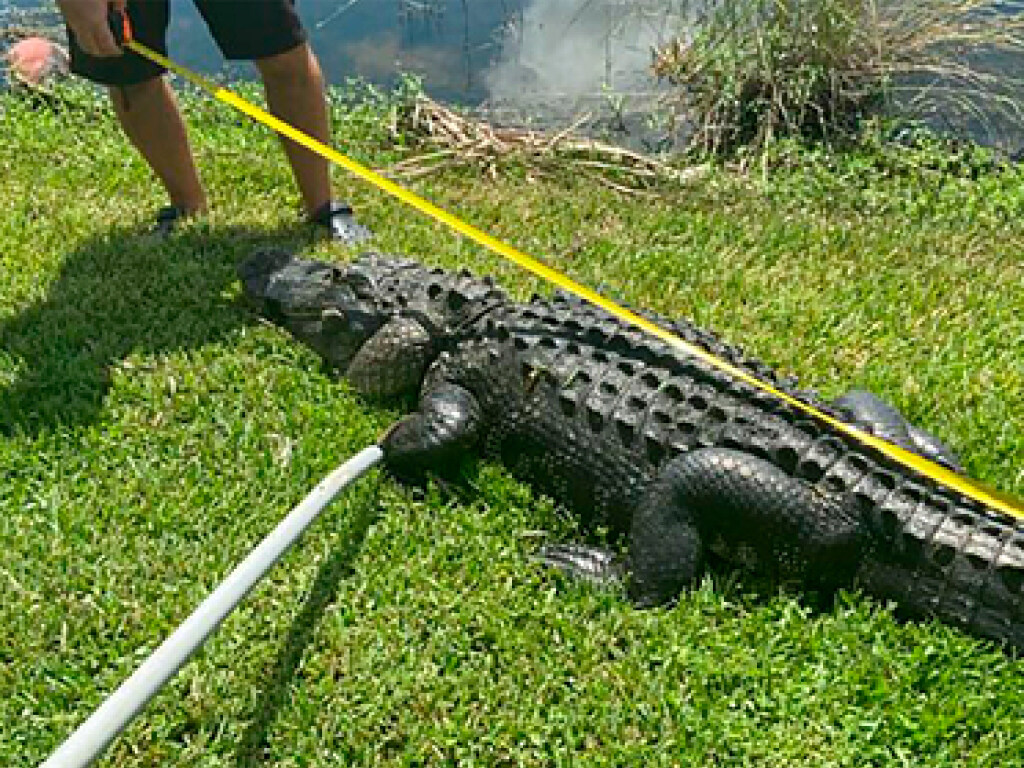 Во Флориде трехметровый аллигатор атаковал девушку