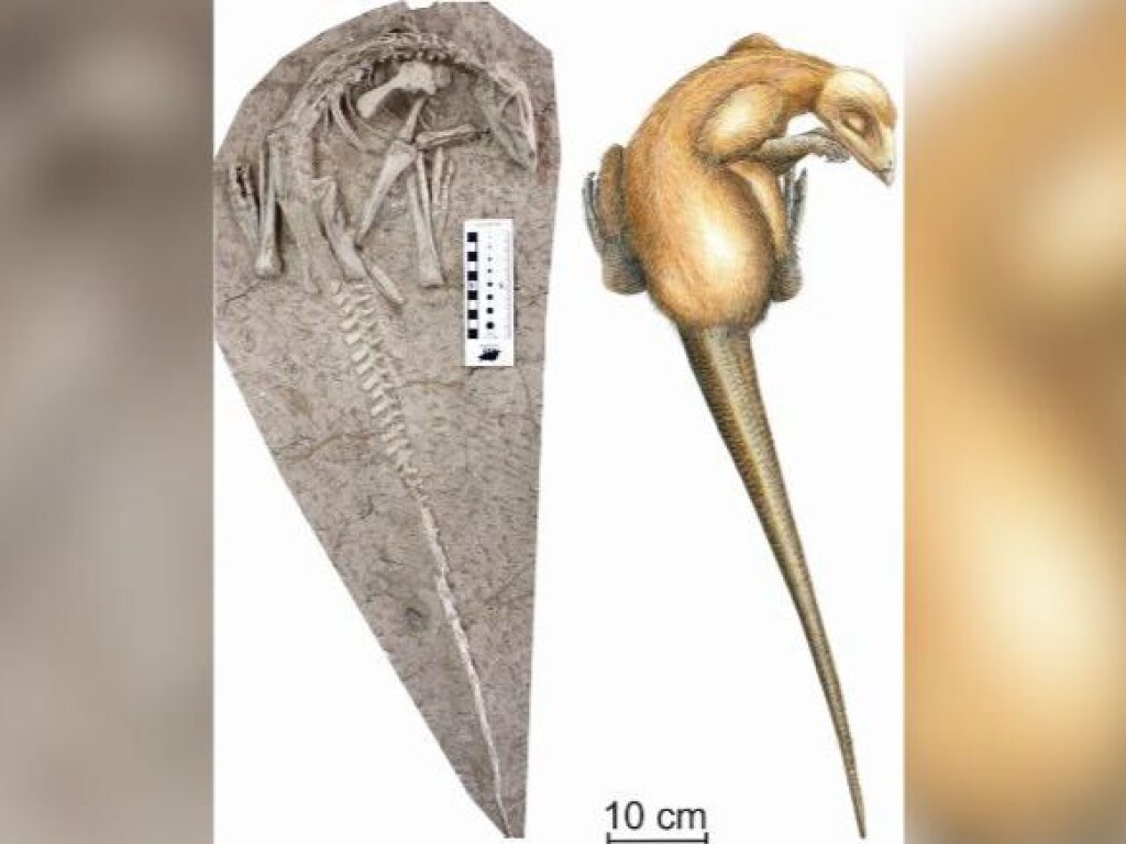В Китае обнаружили останки ранее неизвестных динозавров (ФОТО)