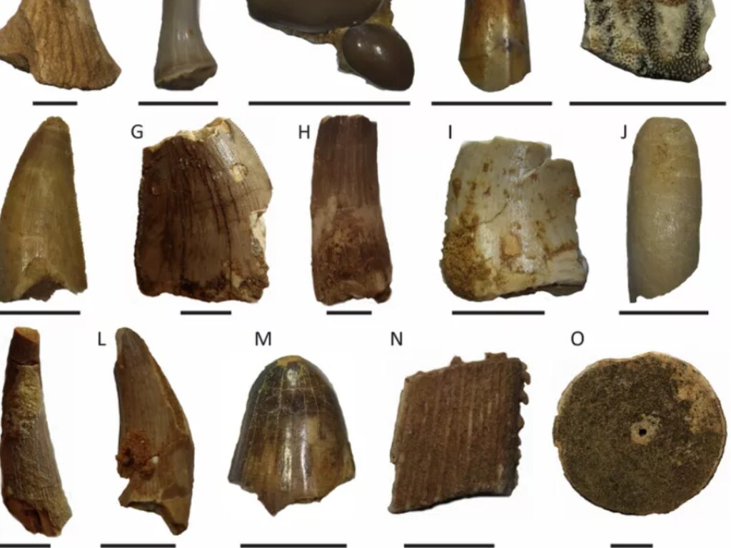 Ученые обнаружили зубы древнего «речного чудовища» (ФОТО)