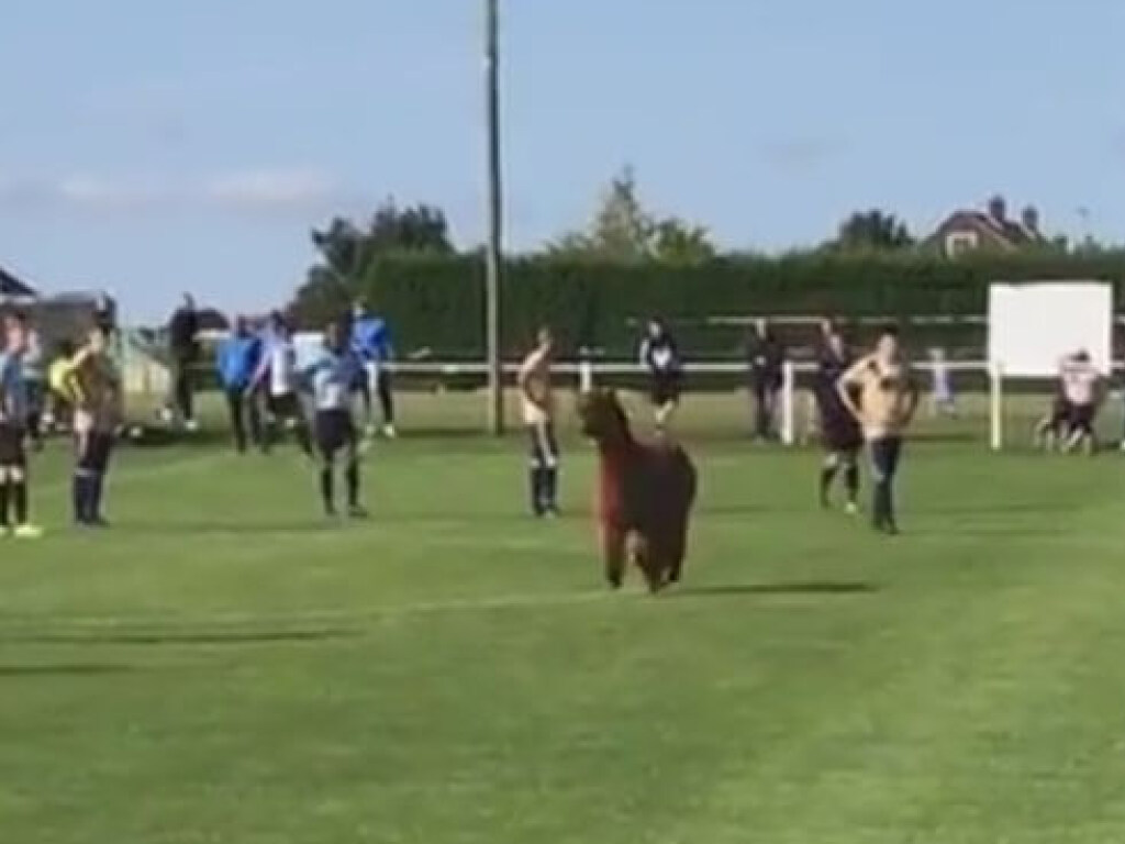 В Англии альпака выбежала из загона, чтобы посмотреть футбол (ФОТО, ВИДЕО)
