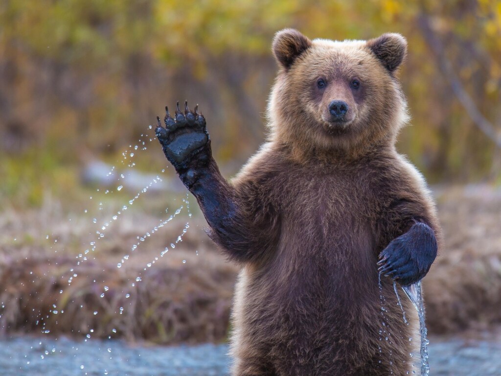 В Чернобыльской зоне впервые за 100 лет заметили медведя (ВИДЕО)
