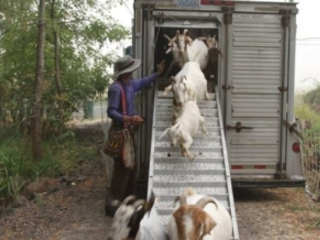 Жители штата Орегон в США «наняли на работу» 230 коз для борьбы с пожарами (ФОТО)
