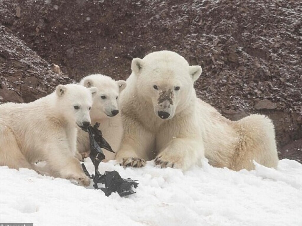 В Норвегии заметили белых медведей, поедающих пластиковые отходы (ФОТО)