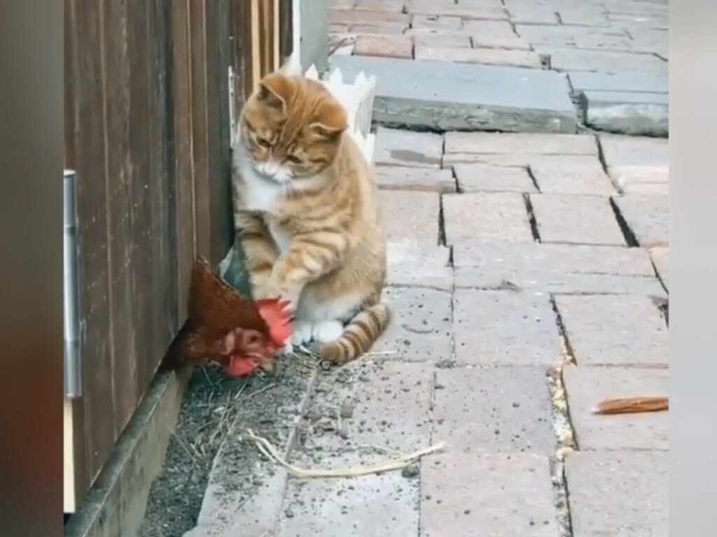 Смешной ролик из Сети: кот проучил курицу за своеволие (ФОТО, ВИДЕО)