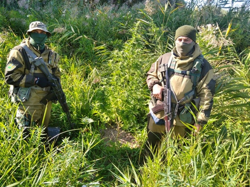В Одесской области задержали мужчину за выращивание конопли (ФОТО)
