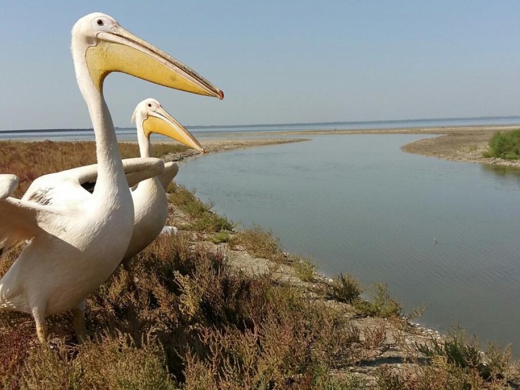 В Одесской области в заповедник переселили редких пеликанов (ФОТО)
