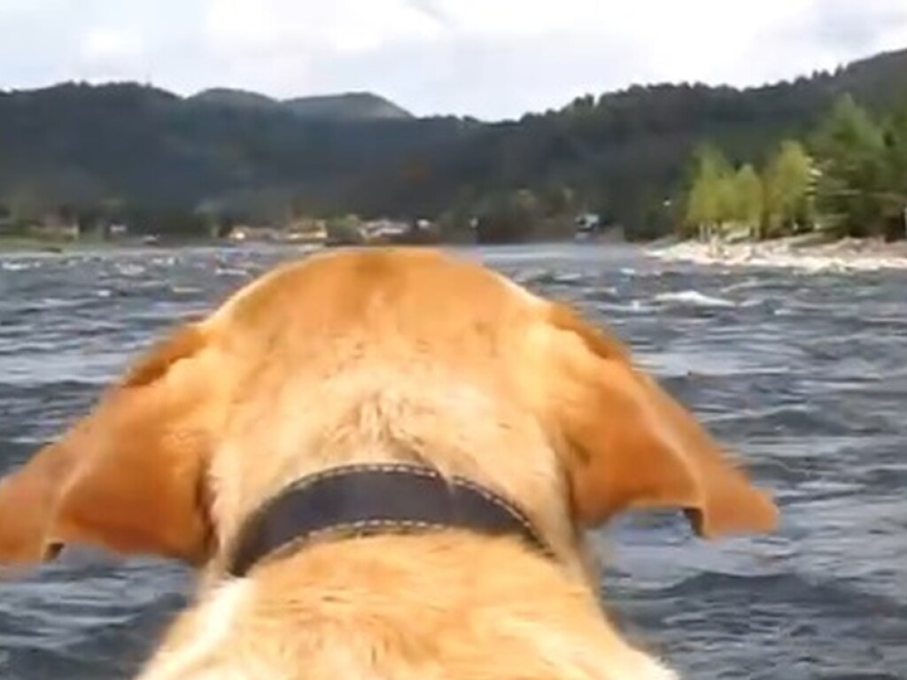 Трусливый пёсик совершил акробатический трюк: Собаки дурачились и прыгали в воду (ФОТО)
