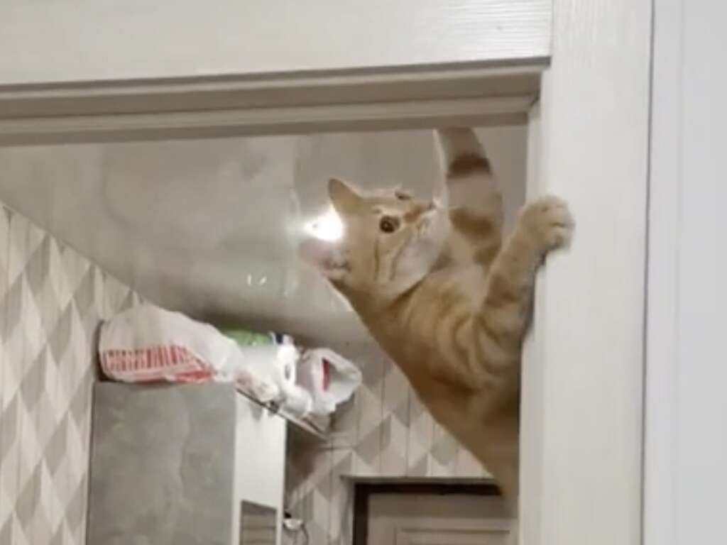 Кошка-«скалолаз» невероятным способом открыла двери и рассмешила соцсети (ФОТО, ВИДЕО)