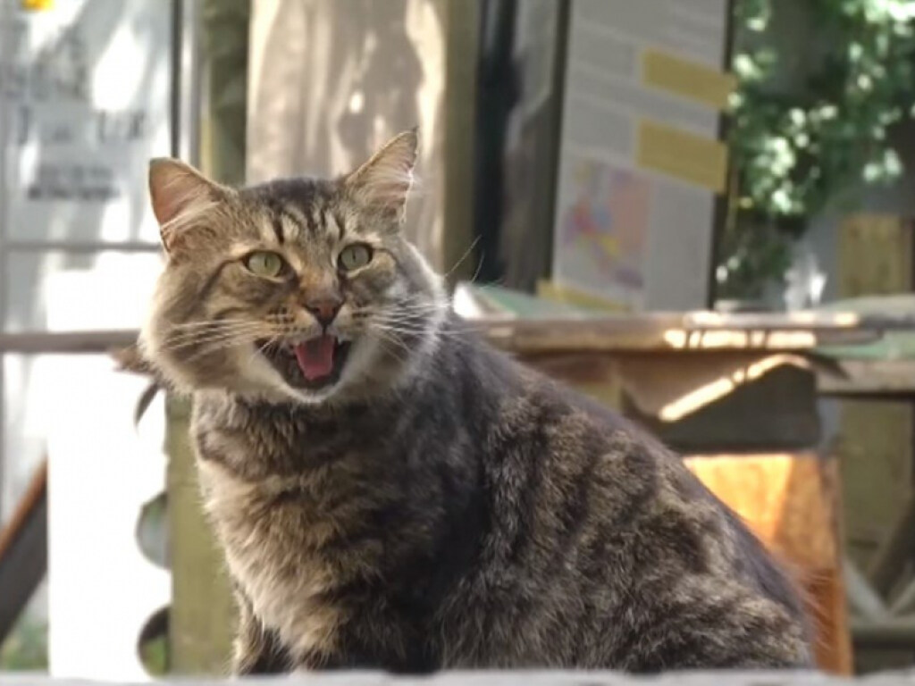 Схватка кошки и бурундука попала на  видео (ВИДЕО)