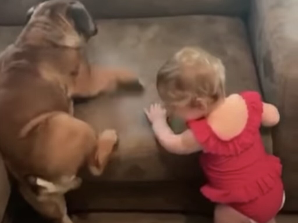 «Лапы коротковаты»: попытки собаки и малыша залезть на диван восхитили Сеть (ФОТО)