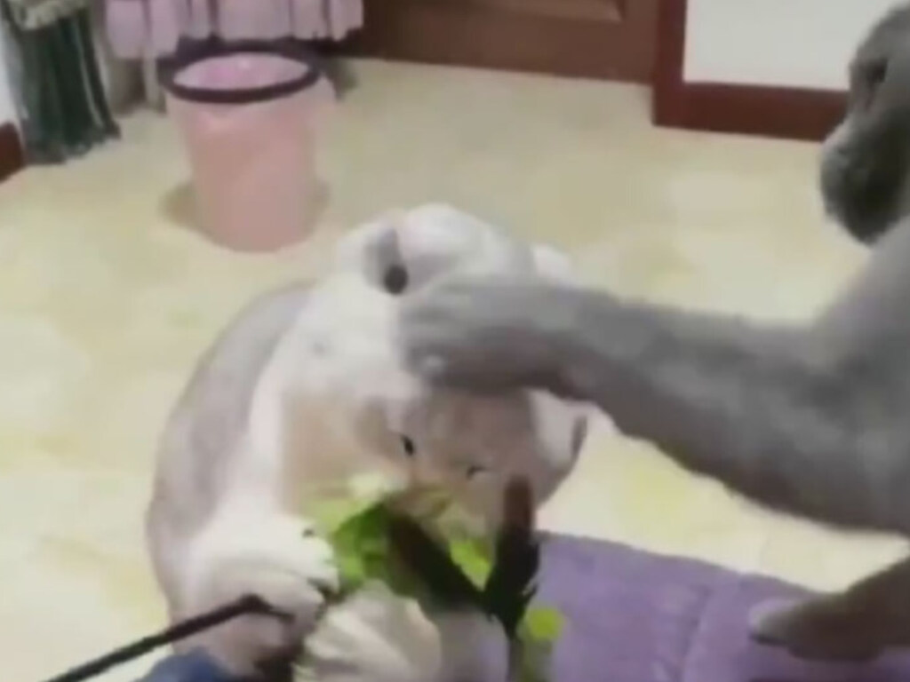 Один кот испортил другому отдых: потасовку пушистых питомцев показали в забавном видео